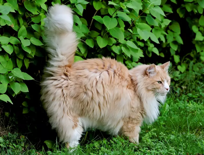 female cat spraying