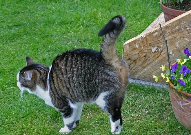 how to stop female cat spraying