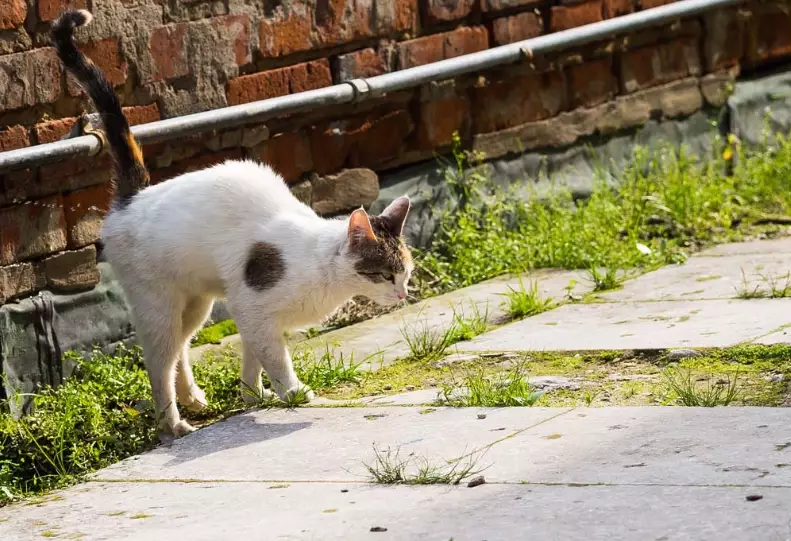 how to stop female cat spraying