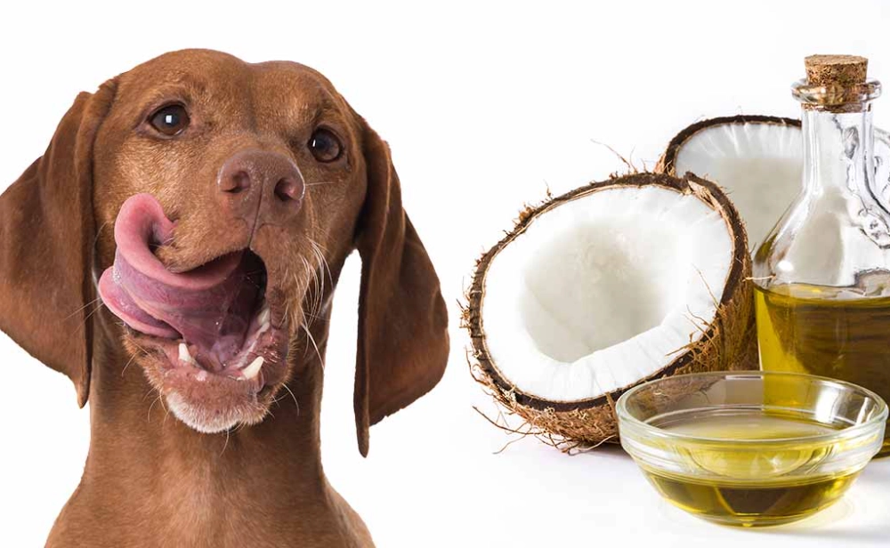 benefits of coconut oil for dogs