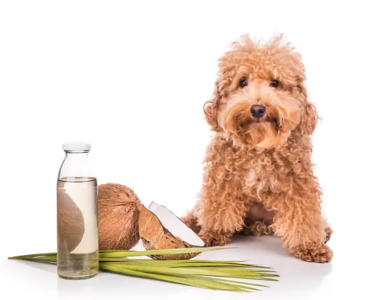 coconut oil for dogs