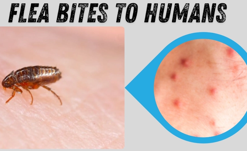 can fleas live on humans