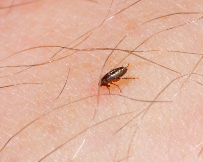 human fleas human fleas