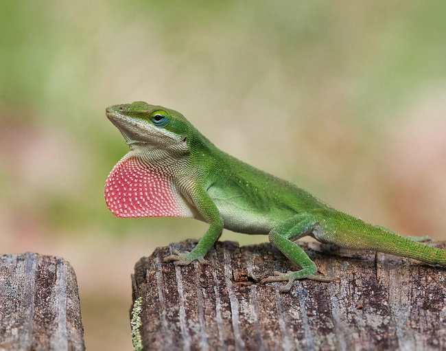 anole habitat
