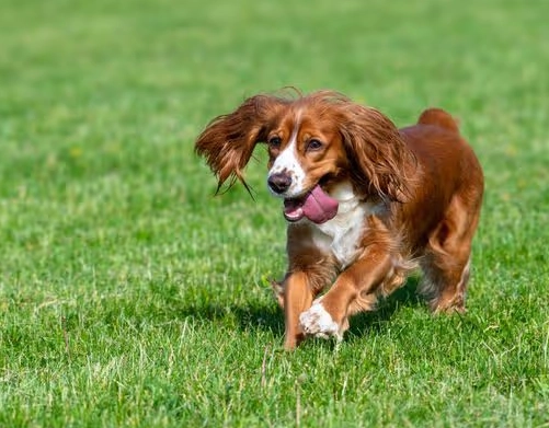 most intelligent dog most intelligent dog