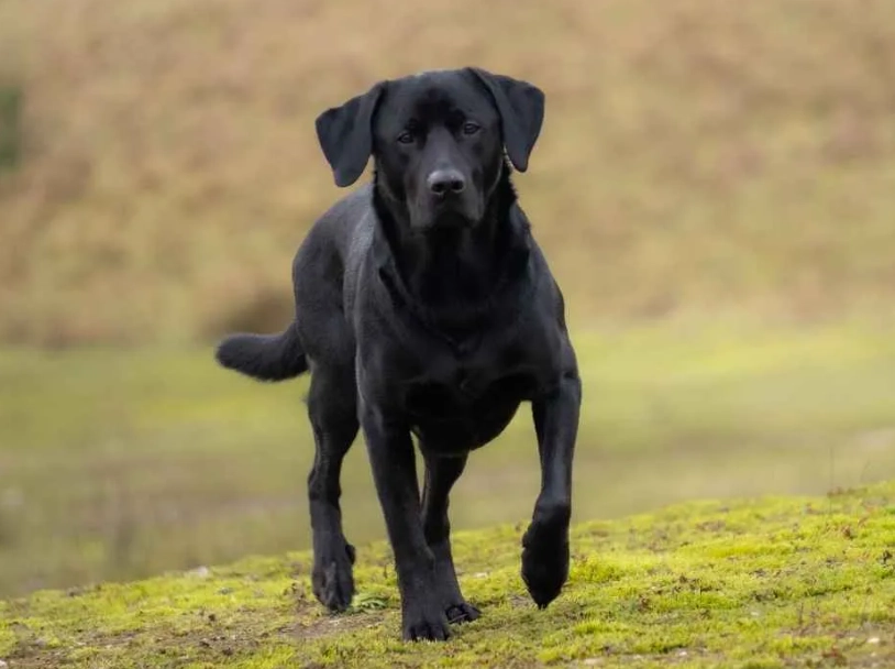 smartest dog breeds smartest dog breeds