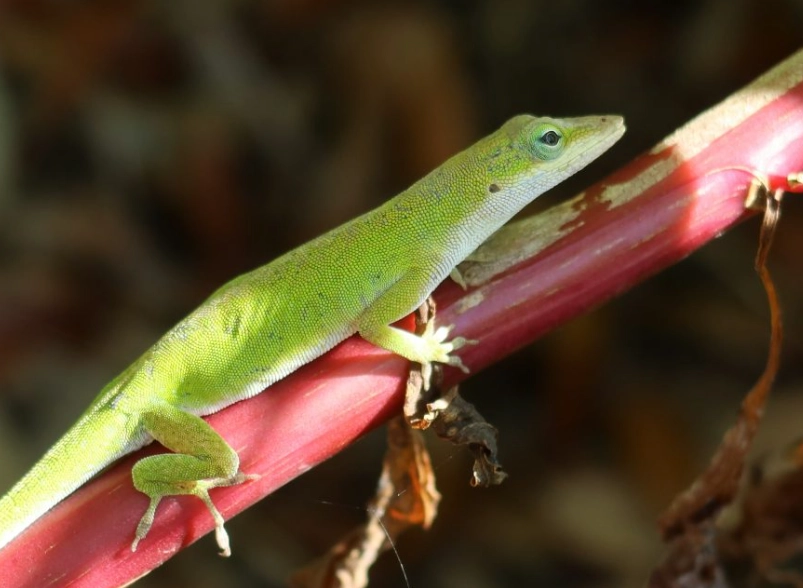 anole lizard care