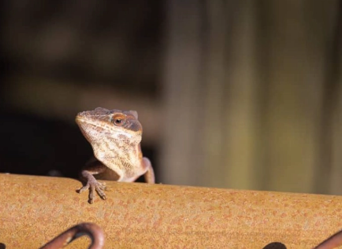 green anole