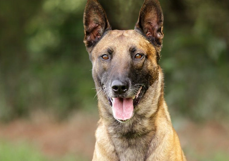 most intelligent dog most intelligent dog