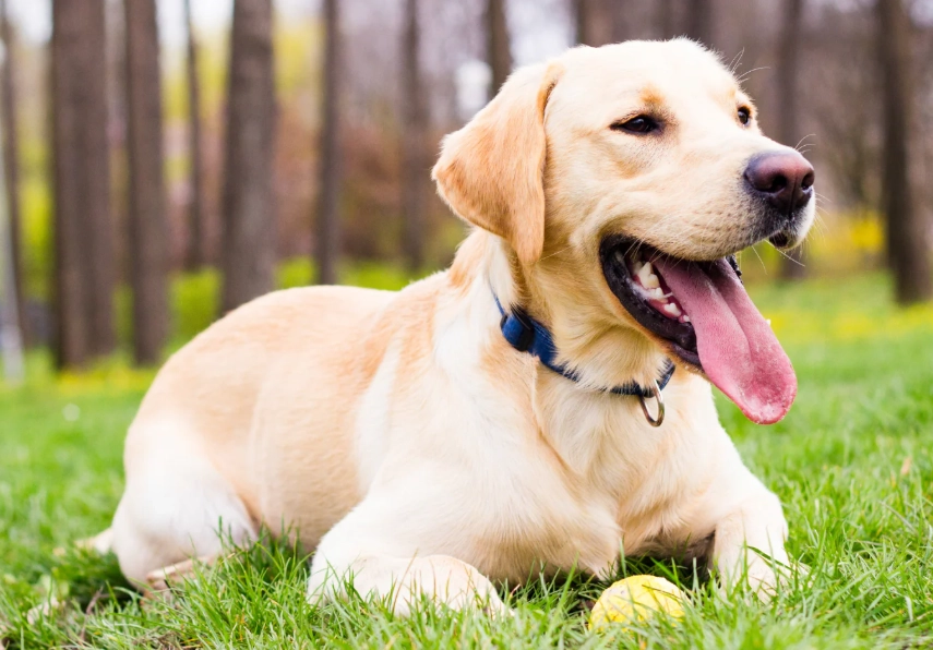 cleverest dog breed