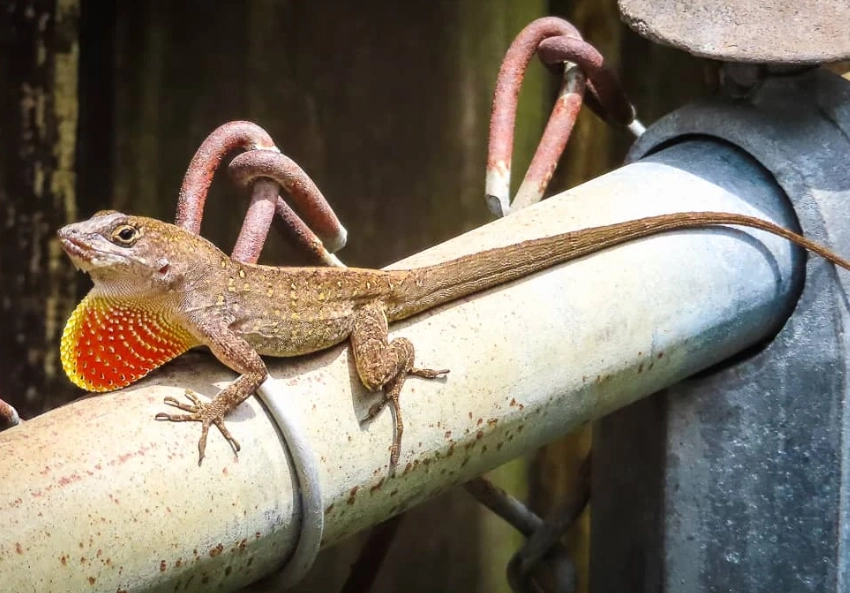green anole