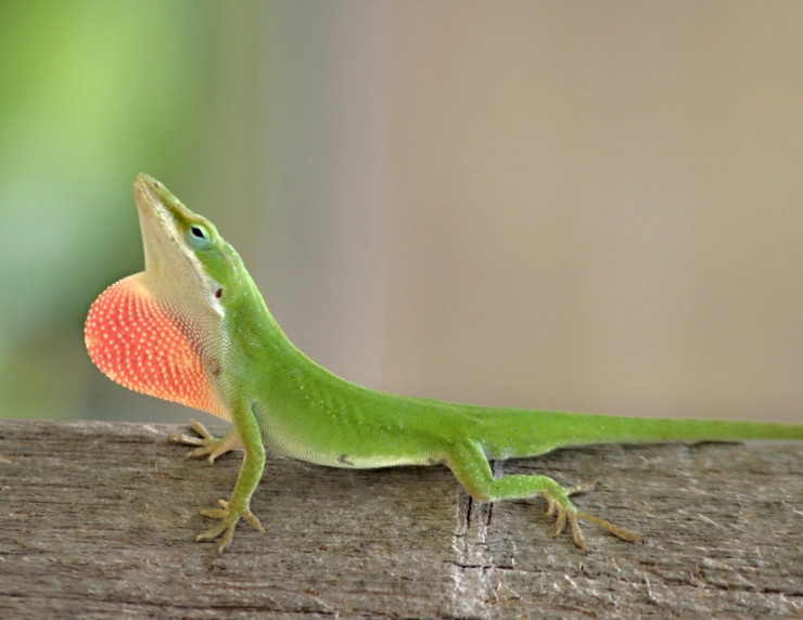 anole lizard care