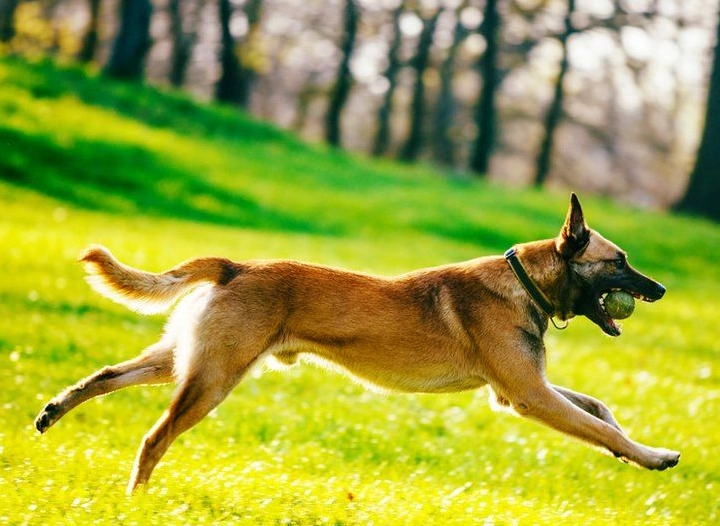 smartest dog breeds smartest dog breeds