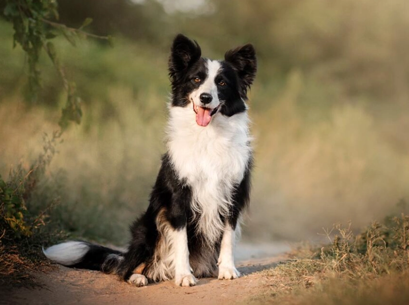 most intelligent dog most intelligent dog